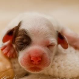 Baby - Tri-color female Australian Labradoodle puppy in Redding, California from Shasta Royal Monroe Puppies