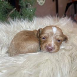 Faith - Red female Dachshund puppy in Washburn, Tennessee from Clinch Mountain Dachshunds