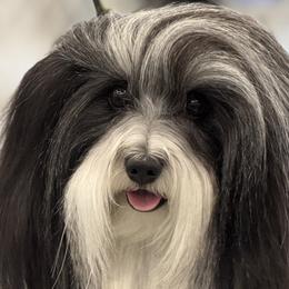 Havanese from Kuba Havaluv