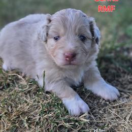 Sarika - Red merle female Miniature Australian Shepherd puppy in Orrtanna, Pennsylvania from Mountain Top Shepherd's