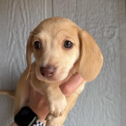 Pudding - Cream female Dachshund puppy in New Mexico from Zia Trail Doxies