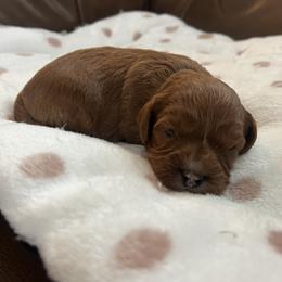 Apple - Red female Cavapoo puppy in Glendale, Arizona from Dashing Dogs