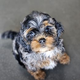 Aussiedoodle, Cockapoo, and Goldendoodle Puppies from Hilltop Doodles KY LLC