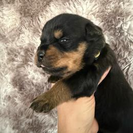 Freya - Black and tan female Rottweiler puppy in Newfoundland, Pennsylvania from Poconopaws