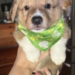 Green collar - White and red male Pembroke Welsh Corgi puppy in Apopka, Florida from Connie’s Corgies
