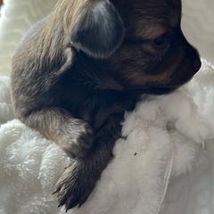 Prague Ratter Puppies from North Star Gem’s Prague Ratters