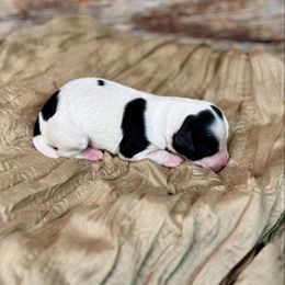 Cloudjumper - Parti female Goldendoodle puppy in Haltom City, Texas from Ohana Doodles