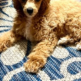 Copper - Poodle