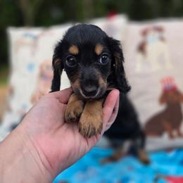 Black and cream brindle - Black and cream male Dachshund puppy in West Plains, Missouri from Spring Creek Dachshunds