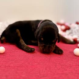 Pink - Black and rust female Doberman Pinscher puppy in Medina, Tennessee from Valorosa Doberman Kennel