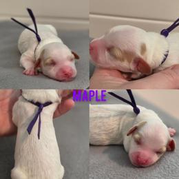 Maple - Parti female Goldendoodle puppy in Summerville, South Carolina from Channys Doodles