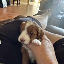 Boy 1 - Red and white Cockapoo puppy in Fort Gibson, Oklahoma from Purser Puppy Patch