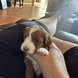 Boy 1 - Red and white Cockapoo puppy in Fort Gibson, Oklahoma from Purser Puppy Patch