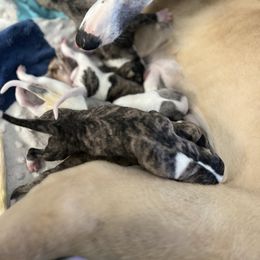 Fiona - Whippet