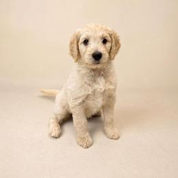 Girl 2 - female Goldendoodle puppy in Oklahoma City, Oklahoma from Haynes F1b Golden Puppies