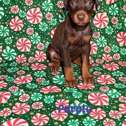 Purple Collar - Red and rust female Doberman Pinscher puppy in Louisville, Kentucky from Ruiz Dobermans