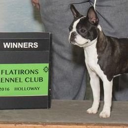 Boston Terriers from Juwell's Bostons
