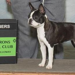 Boston Terriers from Juwell's Bostons