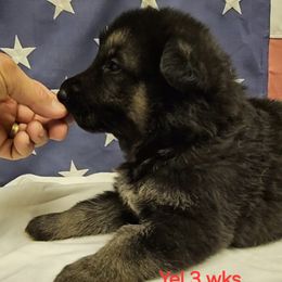 Boy 2 Yellow Collar - German Shepherd puppy from Patriot Shepherds