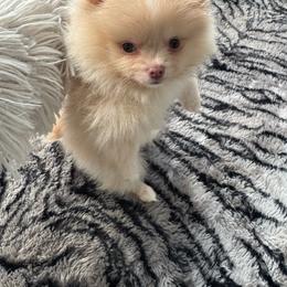 Cloe - Cream female Pomeranian puppy in Grand Prairie, Texas from D’ Pomlovers