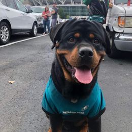 Miniature Schnauzer and Rottweiler All Grown Up from Rough Creek Kennels