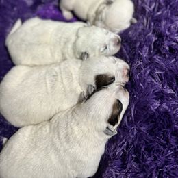Australian Cattle Dog Puppies from Straight Arrow Australian Cattle Dogs
