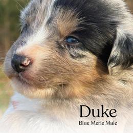Duke - Blue merle male Australian Shepherd puppy in Columbia, Kentucky from Caywood Aussies