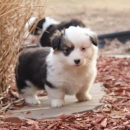 Phoebe - Black and tan female Pembroke Welsh Corgi puppy in St. Charles, Iowa from Kim Boyle's Pembroke Welsh Corgis