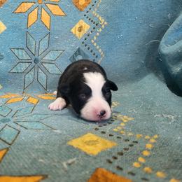 Btf - Black tri female Miniature Australian Shepherd puppy in Willard, Missouri from Stoney Brook Aussies