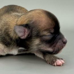 Girl 3 - Red female Chihuahua puppy in Westport, New York from Chantilly chihuahuas