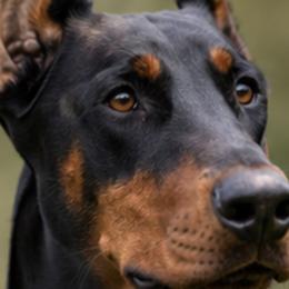 IVY - Doberman Pinscher