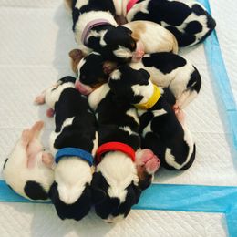 Basset Hound Puppies from Farm Town Hounds