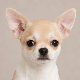 Fairy - Sable spotted white female Chihuahua puppy in Alaska from Snowy Mountains Chihuahua