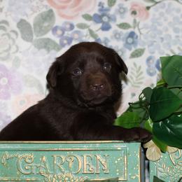 Steady - Chocolate female Labrador Retriever puppy in Waco, Texas from Ancient Dogges Performance Dogs