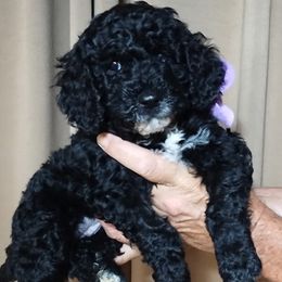Bernedoodle Puppies from Doodles Divine Michigan