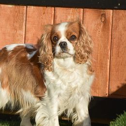 Cavalier King Charles Spaniels and Cavapoos from Stoltzfus Family Puppies