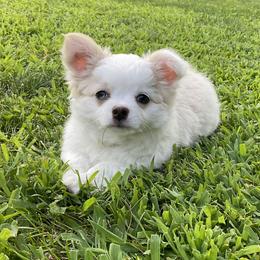 Chihuahua Puppies from Knox Rock'n Chihuahuas