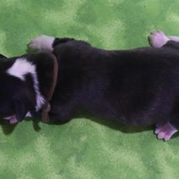 Bronze - Brindle and white male Cardigan Welsh Corgi puppy in Livermore, Colorado from Rowe Family