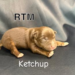 Ketchup - Red tri male Toy Australian Shepherd puppy in Medical Lake, Washington from MAS Gone Rogue