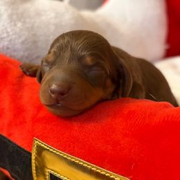 Garnette - Chocolate female Dachshund puppy in Olathe, Colorado from Rocking LJ Breeding