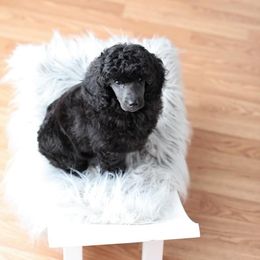 Poodle Puppies from Laminin Poodles