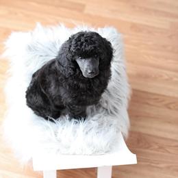 Poodle Puppies from Laminin Poodles