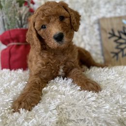 Goldendoodle Puppies from Stolt Southern Doodles