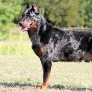 Gimli - Beauceron
