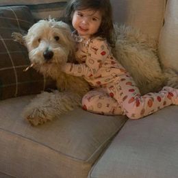 Bernedoodle and Goldendoodle All Grown Up from Jefferson Doodles