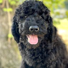 Red boy - Black Goldendoodle puppy in Thomasville, North Carolina from North Carolina Doodles- Thomasville