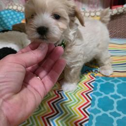 Yuki - Cream male Maltipoo puppy in Arkansas from Brew House