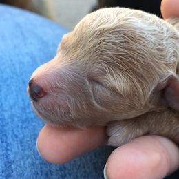 "Honey " German Shepherd and Poodle Puppies from United Broughton Kennel