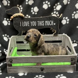 Moa - Dapple male Dachshund puppy in Saint Albans, Maine from Australian Cattle Cuties and littles