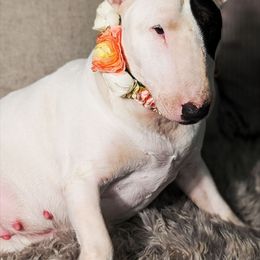 Bull Terrier puppies from Bulls On Parade